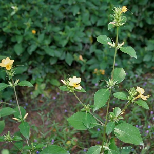 Barleria prionitis fullplant1.jpg